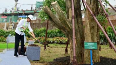 Simbol Keagungan, Jokowi Tanam Pohon Beringin Kembar di IKN Nusantara