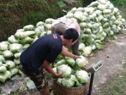 Relawan Prabowo Borong Sayur Petani Yang Tak Laku 7 Yon Per Hari, Dibagikan ke Kaum Dhuafa