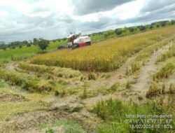 Kawasan Food Estate Pulang Pisau Mulai Panen Raya Padi