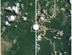 Penampakan IKN Dari Satelit NASA: Dulu Hijau, Kini Banyak Jalan dan Tanah Kering!