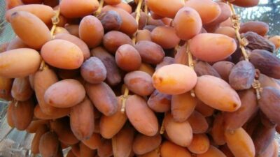 Jelang Ramadhan, MUI Wanti-wanti Umat Islam Jangan Beli Kurma Israel