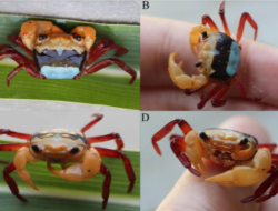 BRIN Temukan Kepiting Tiga Warna Super Langka di Gunung Kelam, Kalimantan Barat