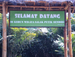 Memetik Salak Pondoh Langsung Dari Pohonnya di Desa Wisata Agro Bangunkerto, Sleman