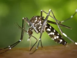 Apa Itu Dengue Shock Syndrome? Komplikasi DBD Yang Bikin Risiko Kematian Meningkat