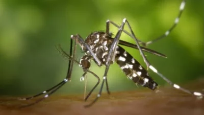 Apa Itu Dengue Shock Syndrome? Komplikasi DBD Yang Bikin Risiko Kematian Meningkat