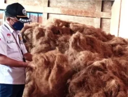 Pengobatan Alternatif Berujung Petaka, Usus Pecah Usai Disuruh Minum Sabut Kelapa