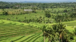 5 Sawah Tertinggi di Indonesia: Sembalun Hingga Lembah Baliem