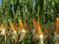 HIPMI: BUMN Pangan dan Bulog Gagal Kelola Hasil Panen Jagung