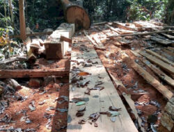 Illegal Logging Habisi Hutan di Babahrot Aceh Barat Daya, Walhi: Aparat Harus Turun Tangan