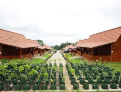 Kawasan Agrowisata Tamansuruh, Mengenal Tradisi dan Budaya Suku Osing di Banyuwangi