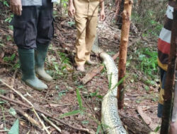 Ular Piton Raksasa di Luwu Lahap Seorang Ibu Yang Lagi Beli Obat Untuk Anaknya