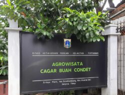 Menikmati Salak Condet, Buah Maskot Jakarta Yang Kini Mulai Langka
