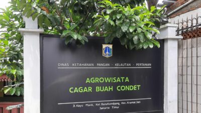 Menikmati Salak Condet, Buah Maskot Jakarta Yang Kini Mulai Langka