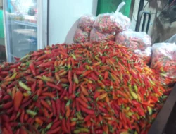 Cabai Rawit Nyaris Rp. 100 Ribu/Kg, Bikin Pedas Dompet Emak-emak