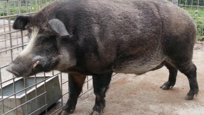 Terjawab! Ini Alasan Tuyul dan Babi Ngepet Tak Mampu Curi Uang di Bank
