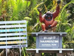 Menelusuri Ibu Kota Orangutan Dunia di Taman Nasional Tanjung Puring, Kotawaringin Barat