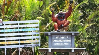 Menelusuri Ibu Kota Orangutan Dunia di Taman Nasional Tanjung Puring, Kotawaringin Barat