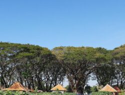 Wisata Petik Buah dan Sayuran di Ngrowo Bening Edu Park Madiun
