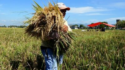 Produksi Beras Anjlok, Bapanas Wanti-wanti Harga Beras Bisa Meroket