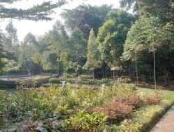Bersantai di Hutan Kota Ciganjur, Suasana Desa Ditemani Kicauan Burung