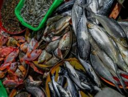 Benarkah Bangkai Ikan Itu Halal? Ini Hukumnya Dalam Islam