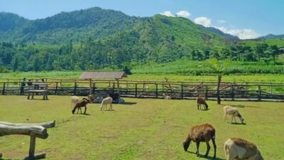 Menggala Ranch, Pemandangan Cantik Little Swiss di Banyumas