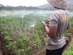 Polisi di Bantul Manfaatkan Google Assistant Untuk Bertani: Hemat Tenaga dan Biaya Produksi