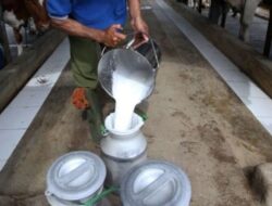 Jangan Sampai Program Makan Bergizi Gratis Jadi Ajang Rente Impor Susu