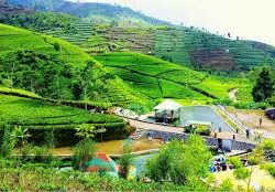 Kebun Teh Kaligua, Destinasi Agrowisata Peninggalan Kolonial Belanda di Brebes