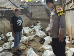 Gudang ‘Anjing Konsumsi’ di Jatim Digerebek, Jual Hingga 300 Ekor Tiap Bulan