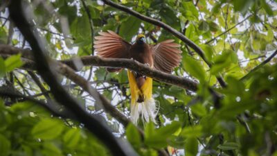 Melihat Langsung Burung Cendrawasih di Desa Wisata Rhepang Muaif di Jayapura