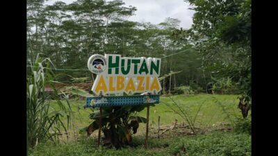 Menikmati Panorama Hutan Albasia di Kuala Dua Kubu Raya, Kalbar