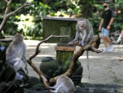 Sebabkan 2 Turis Asing Meninggal, Monkey Forest Ubud Belum Tahu Kapan Dibuka Lagi