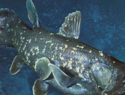 Apa Itu Coelacanth? Spesies Ikan Purba Yang Ditemukan Hidup Oleh Nelayan Gorontalo