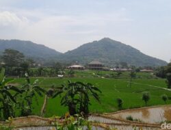 Sawah Hijau Sejauh Mata Memandang di Desa Wisata Mekarbuana, Karawang
