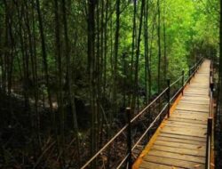 Menikmati Keasrian Hutan Bakau di Kawasan Wisata Bandar Bakau Dumai