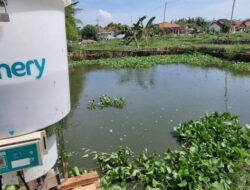 StartUp eFishery Bikin SoftBank dan Temasek Rugi Besar, 90 Persen Modal Investor Terancam Hilang