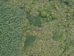 Buntut Temuan Ladang Ganja di Bromo, Cindy Monica Desak Menhut Perketat Pengawasan Taman Nasional