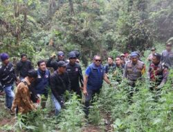 Siapa Pemilik Ladang Ganja Hampir 1 Hektare di Taman Nasional Bromo?