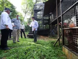 Adik Prabowo Bangun Pusat Suaka Orangutan di IKN