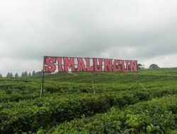 Wisata Kebun Teh Bah Butong Sidamanik: Petik Sendiri Hingga Telusuri Pabrik Teh Bersejarah