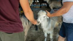 Bolehkah Kurban 1 Ekor Kambing Untuk Sekeluarga? Ini Hukumnya
