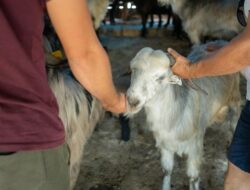 Bolehkah Kurban 1 Ekor Kambing Untuk Sekeluarga? Ini Hukumnya