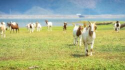 Harga Kambing Kurban Untuk Idul Adha 2025