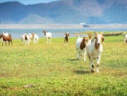 Harga Kambing Kurban Untuk Idul Adha 2025