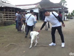 Seru! Berlibur di Wisata Edukasi Peternakan Kambing Goatzilla Lumajang