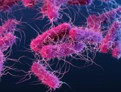 Duh! Menu MBG di Bogor Mengandung e-Coli dan Salmonella, Ini Dampak Buruk Jika Dikonsumsi