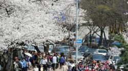 Tak Hanya Tentang Bunga, Ini Sederet Festival Musim Semi Korea Yang Menarik Banyak Wisatawan