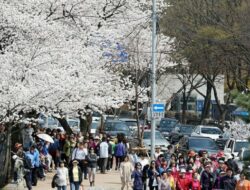 Tak Hanya Tentang Bunga, Ini Sederet Festival Musim Semi Korea Yang Menarik Banyak Wisatawan