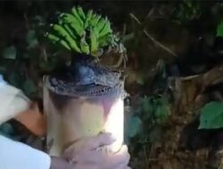 Madura Geger! Batang Pohon Pisang Bekas Alas Kepala Jenazah di Bangkalan Tiba-tiba Berbuah